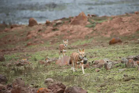 A Wildlife Journey region of Ethiopia — Ethiopian Wolf, Mountain Nyala and gelada in the Bale highlands.