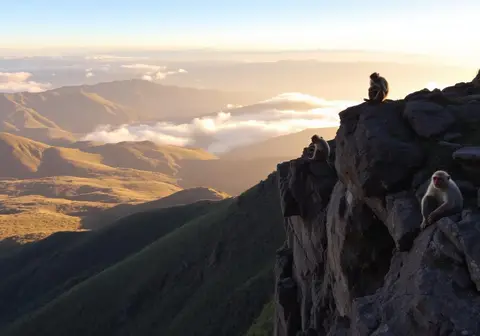 Simien Mountains — Gelada baboons, escarpment ridges and highland trekking.